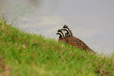 Northern bobwhite