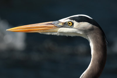 Great Blue Heron Portrait