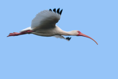 White Ibis flight