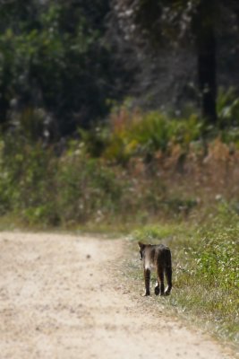 Bobcat walking away