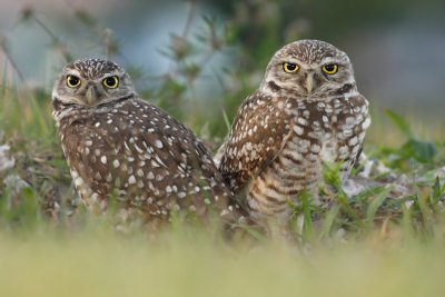 Burrowing Owl