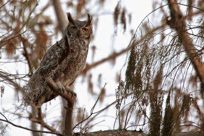 Male Great Horned Owl