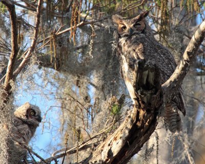 Great Horned Female and Owlet