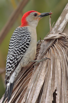 Red-bellied Woodpecker with wasp