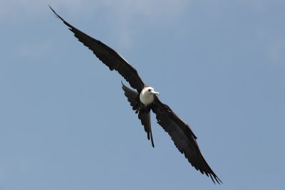 Magnificent Frigatebird (Tijereta)