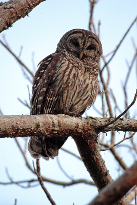 Barred Owl