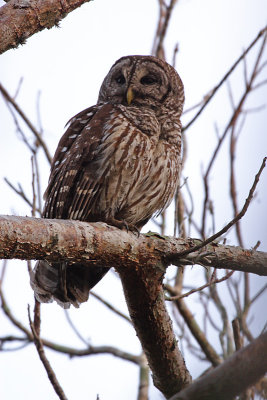 Barred Owl