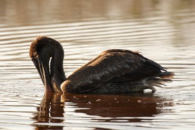 Brown Pelican