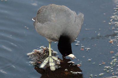 American Coot