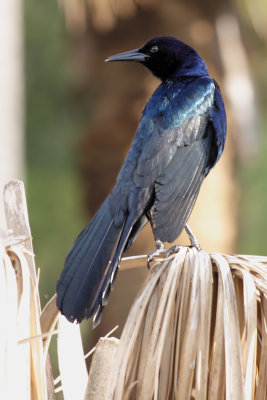 Boat-tailed Grackle