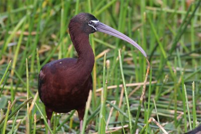 Glossy Ibis