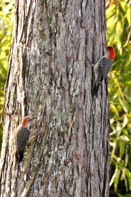 Red-bellied Woodpecker (couple)
