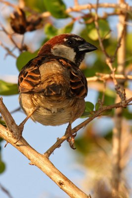 House sparrow