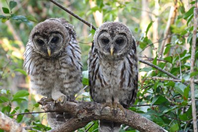 Barred owls