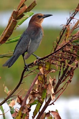 Boat-tailed Grackle (female)