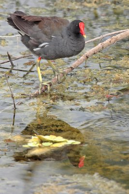 Common Moorhen