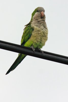 Monk Parakeet