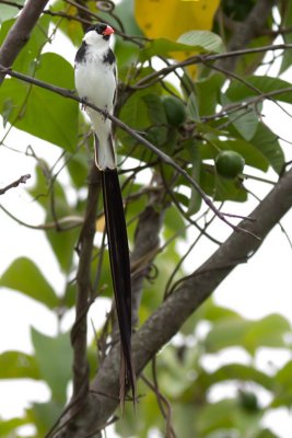 Pin-tailed Whydah (Viuda Colicinta)