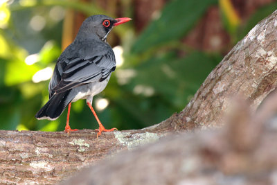 Red-legged Thrush (Zorzal Patirrojo)