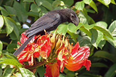 Smooth-billed Ani (Garrapatero)