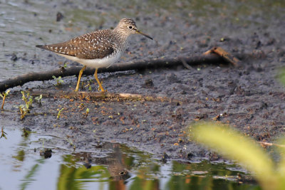 Solitary sandpiper