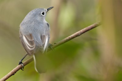 Blue-gray Gnatcatcher