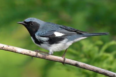 Black-throated Blue warbler