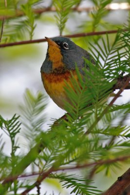 Northern Parula