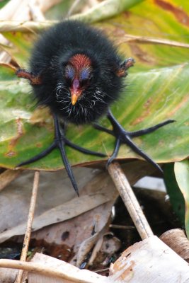 Common Moorhen (chick)