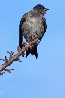 Purple Martin (female)