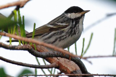 Blackpoll Warbler