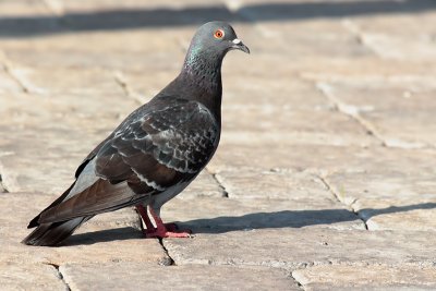 Rock Pigeon