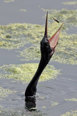 Anhinga and Tadpole