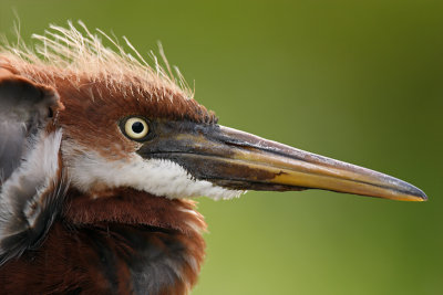 Tricolored Heron