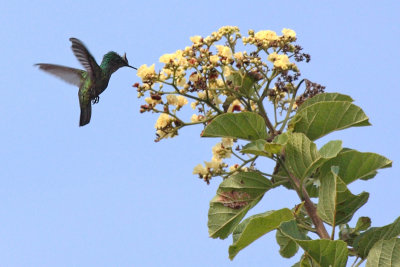 Antillean crested hummingbird (Zumbadorcito Crestado)