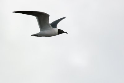 Laughing Gull (Gaviota Gallega)