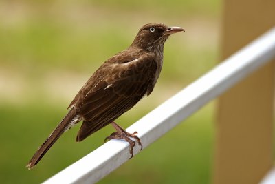 Pearly-eyed Thrasher (Zorzal Pardo)