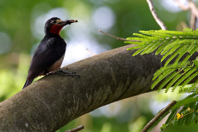 Puerto Rican Woodpecker (Carpintero Puertoriqueno) male
