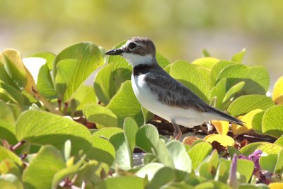 Wilson's Plover (Chorlitejo piquigrueso)