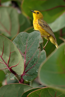 Yellow Warbler (Canario de Mangle)