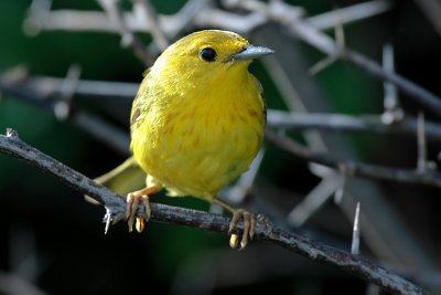 Yellow Warbler (Canario de Mangle)