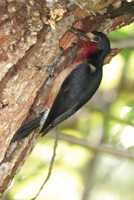 Puerto Rican Woodpecker (Carpintero Puertorriqueno) male