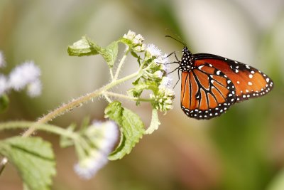 butterfly