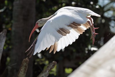 White ibis (molting)