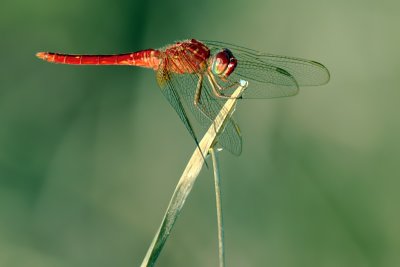 dragonfly