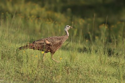 Wild Turkey (female)