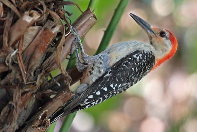 Red-bellied woodpecker (male)