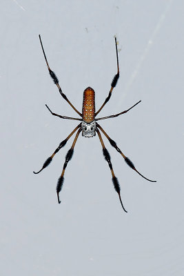 golden silk spider (female)