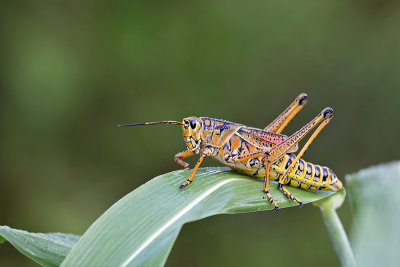 grasshoper