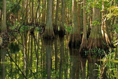 Cypress Swamp (Avon Park)